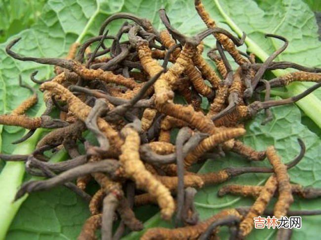 中国十大珍贵药材 第十种很少有人知道