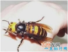 世界上最大的马蜂，日本大黄蜂体长4厘米，带有剧毒能蛰死人