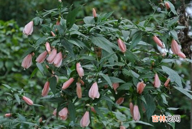 中国神话十大神树 扶桑树连接着人冥神三界大门