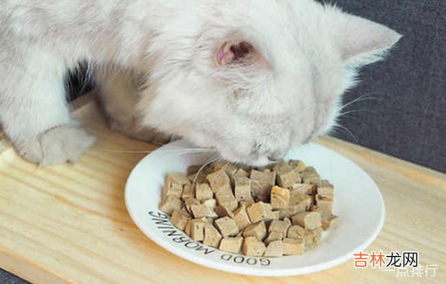 猫最爱吃的10种食物 猫除了吃猫粮还吃什么