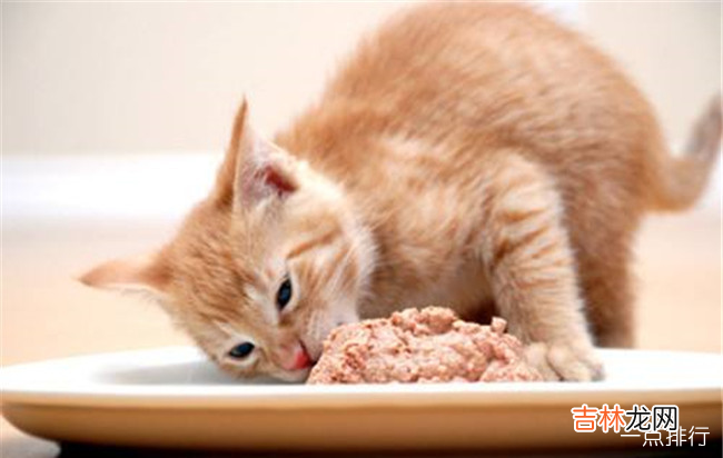 猫最爱吃的10种食物 猫除了吃猫粮还吃什么