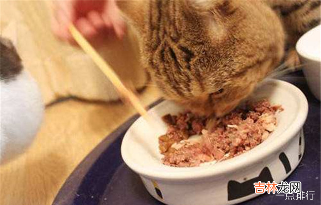 猫最爱吃的10种食物 猫除了吃猫粮还吃什么