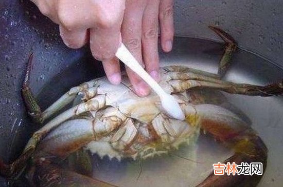 清蒸螃蟹如何清洗