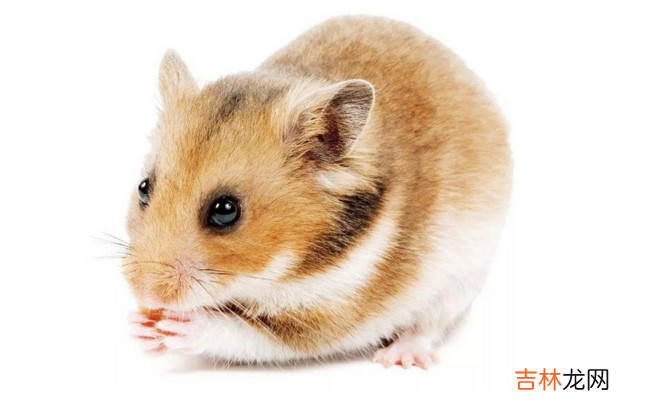 仓鼠十大品种大全 最好养的仓鼠排名
