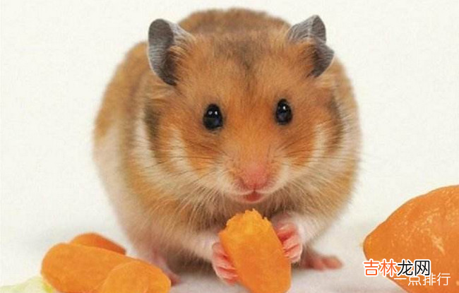 仓鼠十大品种大全 最好养的仓鼠排名