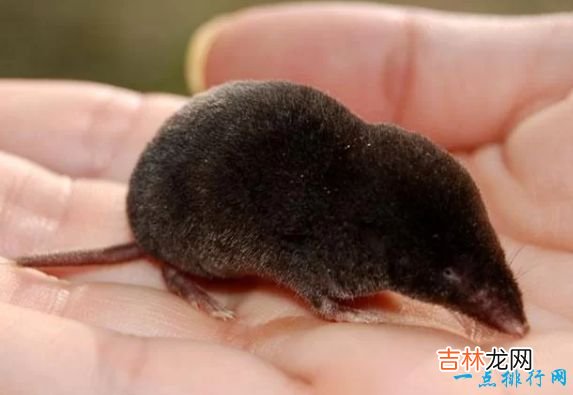 体长16厘米,重40克 世界上最小6种哺乳动物鼠狐猴