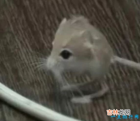 体长16厘米,重40克 世界上最小6种哺乳动物鼠狐猴