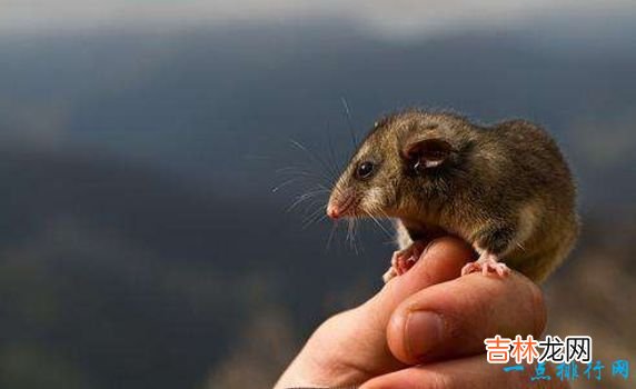体长16厘米,重40克 世界上最小6种哺乳动物鼠狐猴