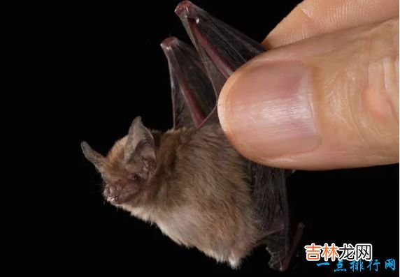体长16厘米,重40克 世界上最小6种哺乳动物鼠狐猴