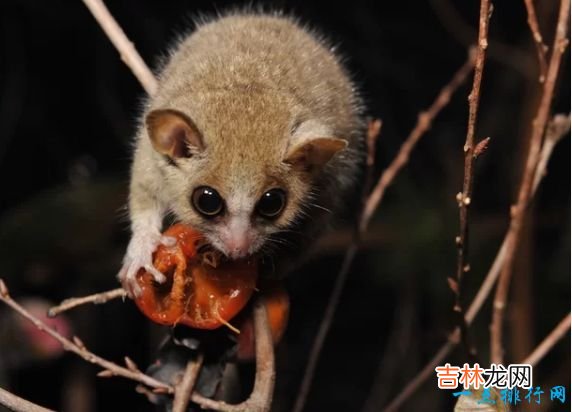 体长16厘米,重40克 世界上最小6种哺乳动物鼠狐猴