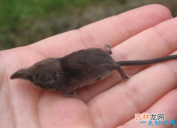 体长16厘米,重40克 世界上最小6种哺乳动物鼠狐猴