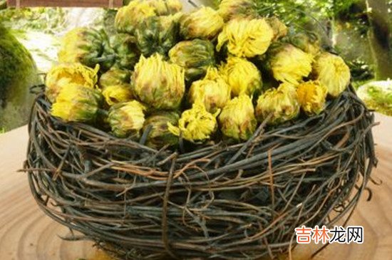 菊花茶为什么泡了会变成绿色的