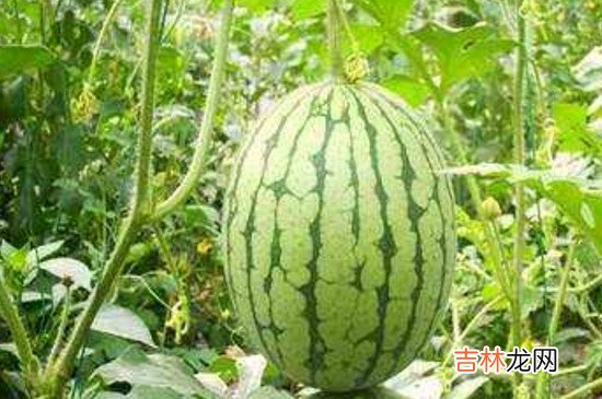 西瓜螃蟹能一起吃吗