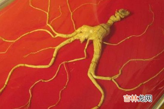 怎样区分山参,园参,西洋参