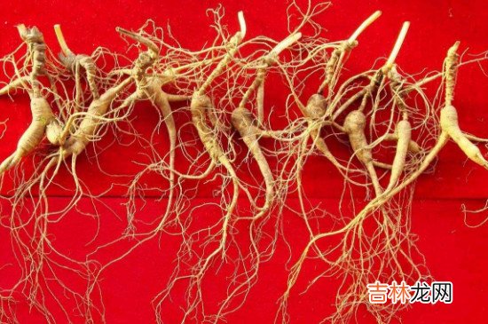 怎样区分山参,园参,西洋参