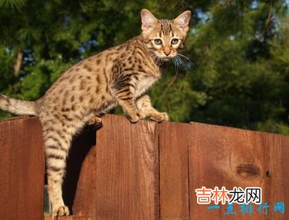 世界上最大的猫 挪威森林猫体重14千克