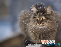 世界上最大的猫 挪威森林猫体重14千克