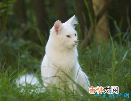 世界上最大的猫 挪威森林猫体重14千克