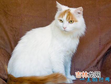 世界上最大的猫 挪威森林猫体重14千克