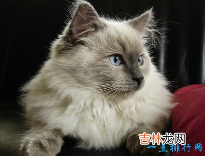 世界上最大的猫 挪威森林猫体重14千克