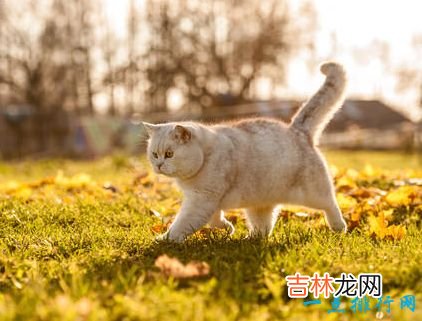 世界上最大的猫 挪威森林猫体重14千克