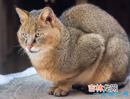 世界上最大的猫 挪威森林猫体重14千克