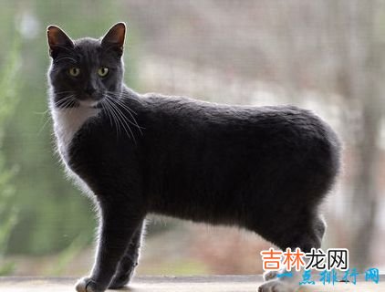 世界上最大的猫 挪威森林猫体重14千克