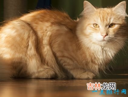 世界上最大的猫 挪威森林猫体重14千克