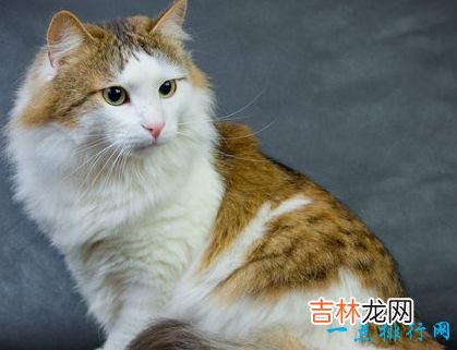 世界上最大的猫 挪威森林猫体重14千克