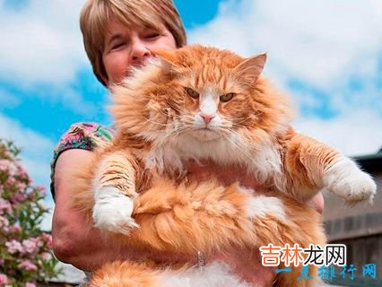 世界上最大的猫 挪威森林猫体重14千克