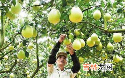 开一个果园应该怎么起名字比较受欢迎