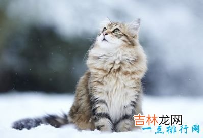 世界上十大最漂亮的猫品种 英国短毛猫排第一