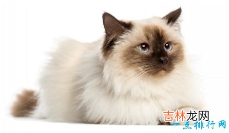 世界上十大最漂亮的猫品种 英国短毛猫排第一