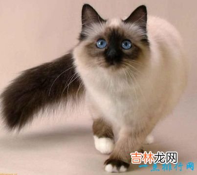 世界上十大最漂亮的猫品种 英国短毛猫排第一