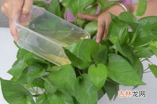 啤酒浇花用兑水吗