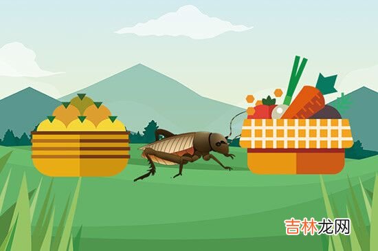 蟋蟀吃什么