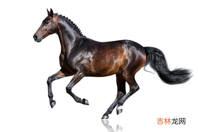 全球最贵的十种宠物 排名第一的绿猴售价高达1600万美元