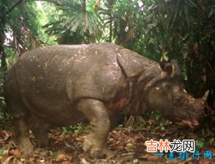 亚洲十种濒危动物 野生双峰骆驼不足1000只