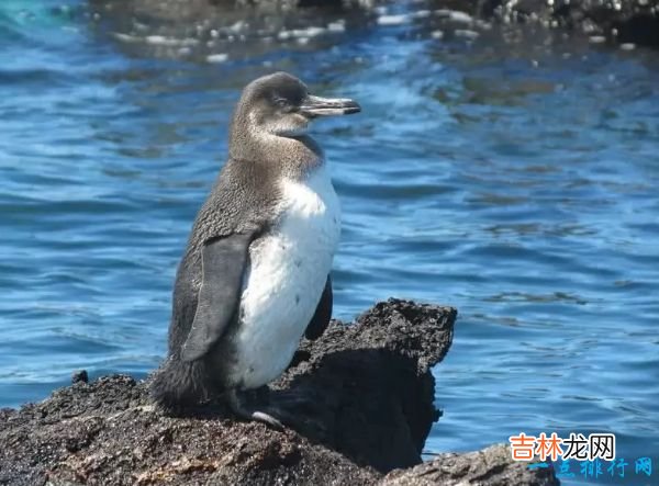 世界十大濒临灭绝的美丽动物 西班牙猞猁仅剩不到一百只