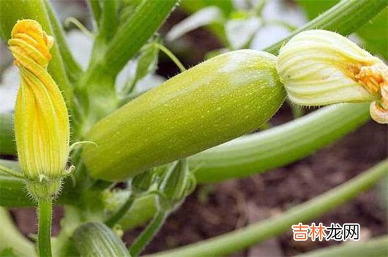 西葫芦的禁忌人群