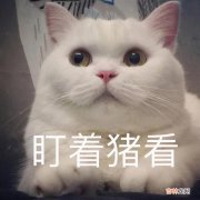 猫的品种及价格排行 猫的品种有哪些