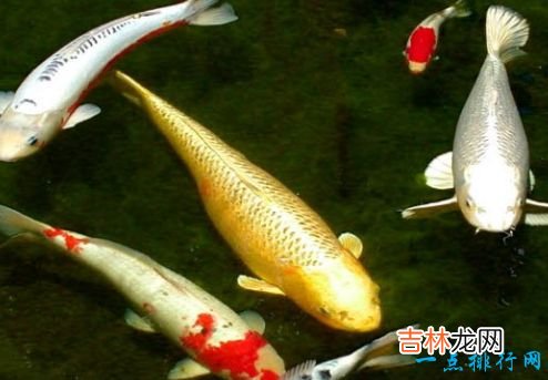 寿命最长的动物 灯塔水母“永生”