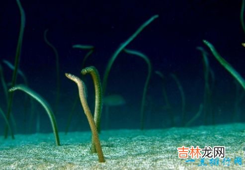 寿命最长的动物 灯塔水母“永生”