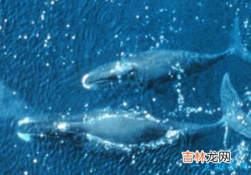 寿命最长的动物 灯塔水母“永生”