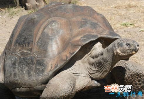 寿命最长的动物 灯塔水母“永生”