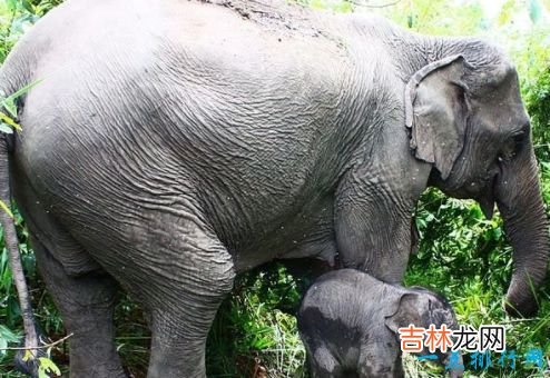 寿命最长的动物 灯塔水母“永生”