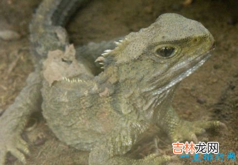 寿命最长的动物 灯塔水母“永生”