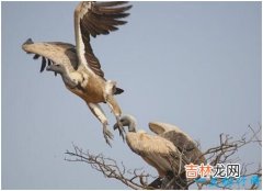 世界上飞的最高的鸟，黑白兀鹫能在11000米的高空飞行自如