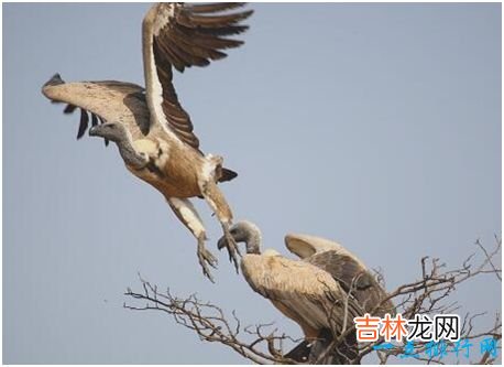 世界上飞的最高的鸟，黑白兀鹫能在11000米的高空飞行自如