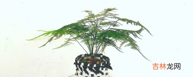 冬天有哪些大型花卉 冬天适合养什么大型花卉